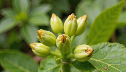 Fototapeta premium Green flower buds with large leaves in natural garden setting 