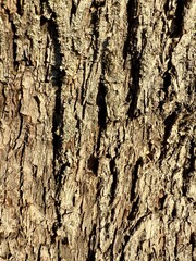 Obraz premium Textured Tree Bark in Bright Sunlight