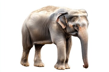 Obraz premium Realistic illustration of a majestic elephant walking gracefully on a white background in a serene environment. Generative AI