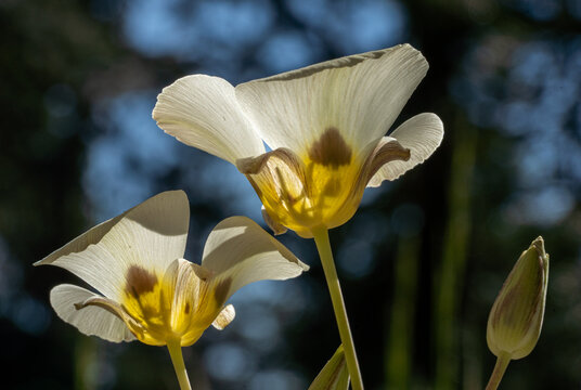 Leichtlin's Mariposa Lily (Calochortus leichtlinii)