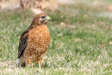 Red shouldered hawk standing on prey in grassy field against blurry background. 