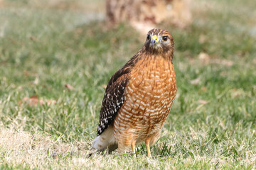Red shouldered hawk standing on prey in grassy field against blurry background. 