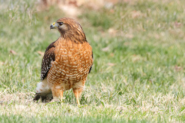 Red shouldered hawk standing on prey in grassy field against blurry background. 