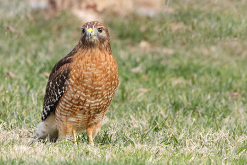 Red shouldered hawk standing on prey in grassy field against blurry background. 