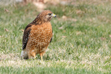 Red shouldered hawk standing on prey in grassy field against blurry background. 