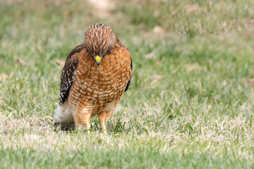 Red shouldered hawk standing on prey in grassy field against blurry background. 