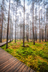 A wooden walking misty path in Bor na Czerwonem nature reserve in Nowy Targ in Poland