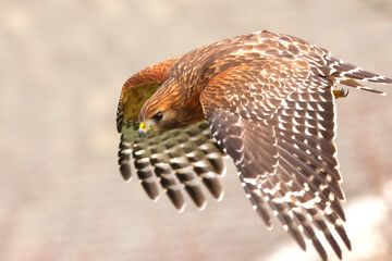 Red shouldered hawk inflight against blurry background. 