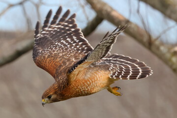 Red shouldered hawk inflight against blurry background. 