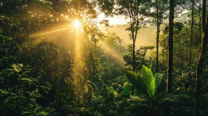 Obraz premium Sunbeams pierce through lush rainforest canopy at sunrise.