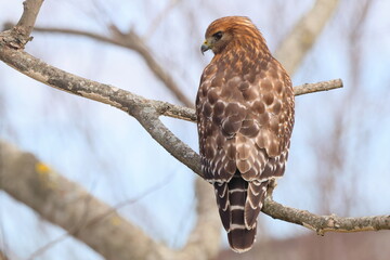 Red shouldered hawk perched in tree against blurry white background. 