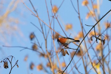  Red bird Eurasian bullfinch (Pyrrhula pyrrhula)