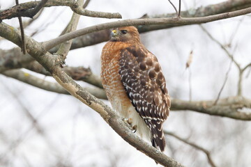 Red shouldered hawk perched in tree against blurry white background. 