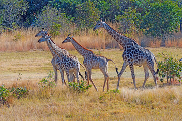Giraffe Family Browsing in the Grasses