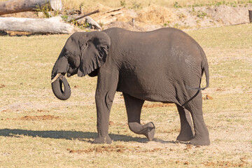 Fototapeta premium Large Elephant Wandering the Savannah