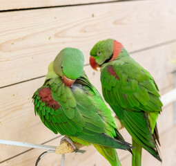 Close up shot of the Alexandrine parrots. Birds