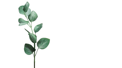 Obraz premium A fresh eucalyptus sprig, isolated on white background