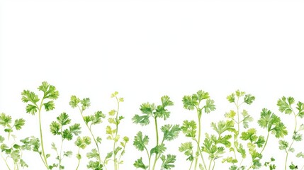 Fototapeta premium Vibrant Cilantro Herb Closeup - Fresh Coriander Leaves Isolated on White Background, Perfect for Vegetarian Cuisine and Organic Spices