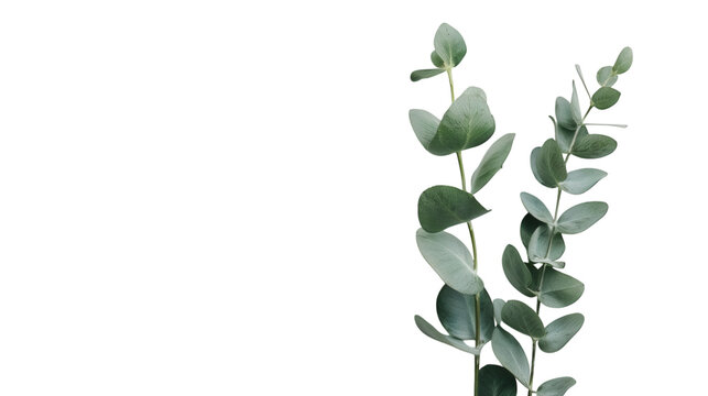 A fresh eucalyptus sprig, isolated on white background