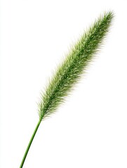 Fototapeta premium Lone Green Blade of Grass on Crisp White Background, Capturing the Essence of Summer's Vibrant Plants