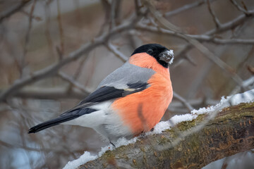 A male Eurasian bullfinch sits on the branch perpendicular to the camera lens, with snow on its beak, on a cloudy winter day.