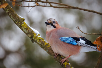 Close-up Eurasian Jay sits on the branch in the forest and looks toward the camera lens on a winter day.	