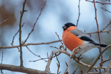 A male Eurasian bullfinch sits on the leafless branch and looks toward the camera lens with a blue sky background.