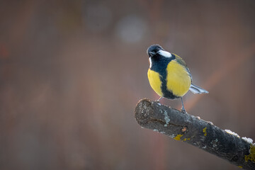 A male great tit sits on a branch toward the camera lens on a cloudy winter day with brown background.	
