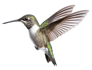 Fototapeta premium An ultra-realistic photograph of a hummingbird in flight side view isolated on a white background with realistic studio lighting