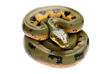 Obraz premium Coiled yellow and black patterned snake, isolated on white background, reptiles or wildlife