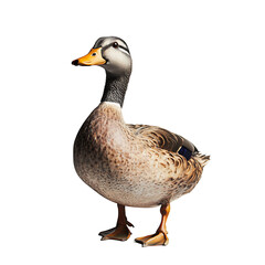 Obraz premium full body farm duck isolated on white backgrounds.PNG