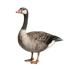 Obraz premium full body farm duck isolated on white backgrounds.PNG