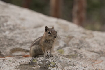 Chipmunk on a rock