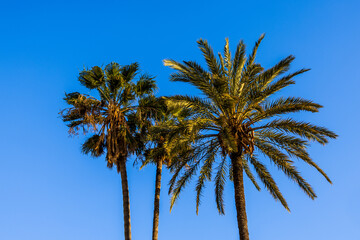 Naklejka premium Palmiers dattier dans les rues de Nice en France