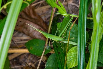 An insect sits on a green leaf