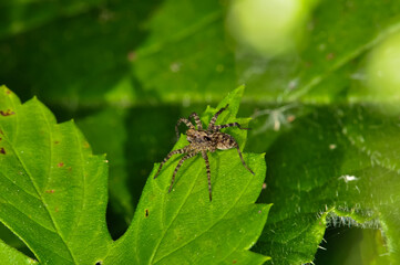 An insect sits on a green leaf