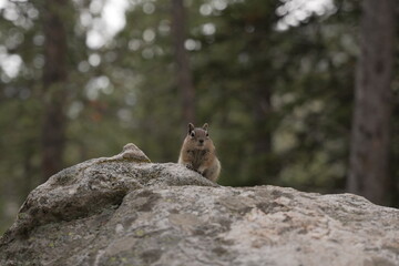 Chipmunk on a rock