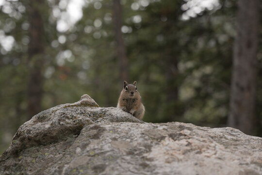 Chipmunk on a rock