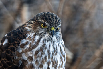 Sharp-shinned hawk (Accipiter striatus); Laramie, Wyoming