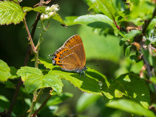Black Hairstreak With Wings Closed