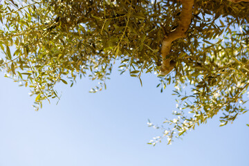 Olive tree branches against blue sky. Close-up view of olive tree branches with green leaves against a clear blue sky, creating a serene and natural background