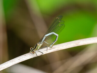 Female White-legged Damselfly Resting on Grass
