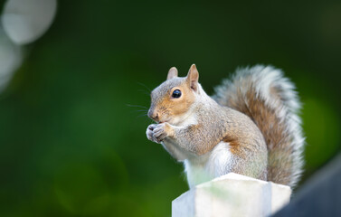 Grey squirrel eating nuts on a garden fence post