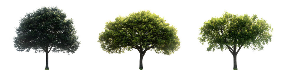 Collection of three trees isolated on transparent background