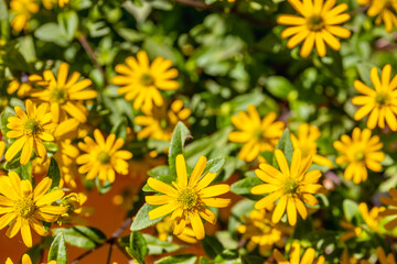 Colorful flowers in blossom in the wild nature on the mountain meadows and fields high in the Alps. Flowers of different shapes and color growing on the green grass in the alpine meadow in summer