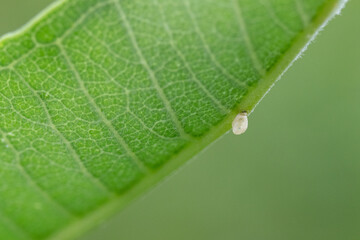 Monarch butterfly (Danaus Plexippus) egg on the underside of a common milkweed leaf. 