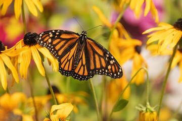 Monarch Butterfly (Danaus Plexippus) feeding on yellow coneflowers in summer garden.