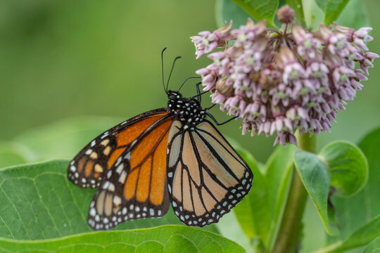 Monarch Butterfly (Danaus Plexippus) feeding on common milkweed in summer meadow