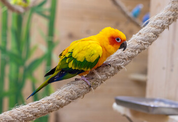 Close up shot of the Sun conure. Birds