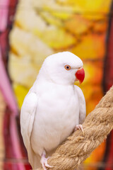Close up shot of the rare albino Alexandrine parrot. Birds